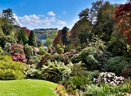 Trees and flowering shrubs at Trebah Garden in Cornwall.