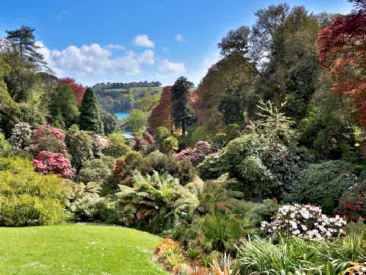 Trees and flowering shrubs at Trebah Garden in Cornwall.