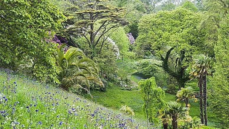 A sloping hill with bluebells and lots of trees.