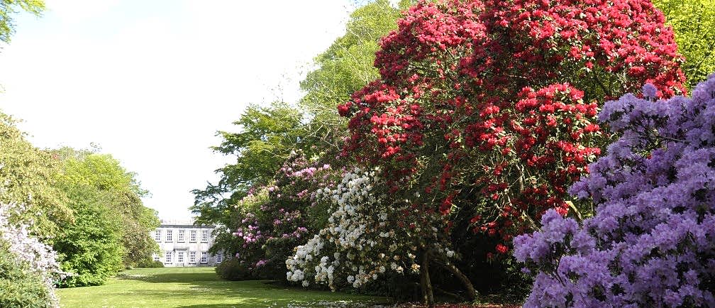 Large flowering trees in bloom in a Cornish garden.