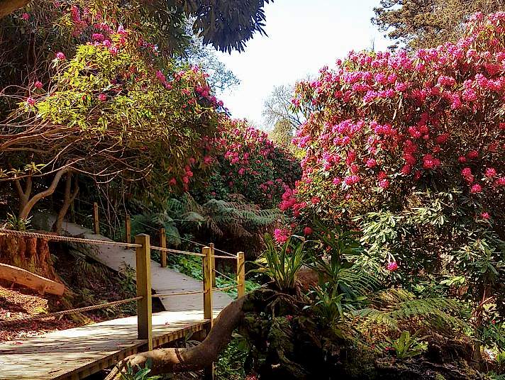 The jungle at The Lost Gardens of Heligan