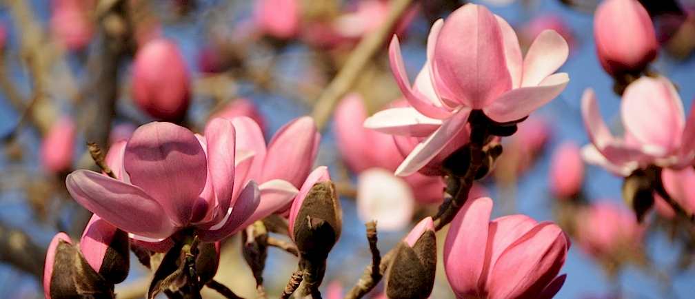 Magnolia flowers in bloom.