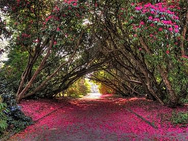 Magnolias form an arch over a garden path that's blanketed in hot-pink petals.