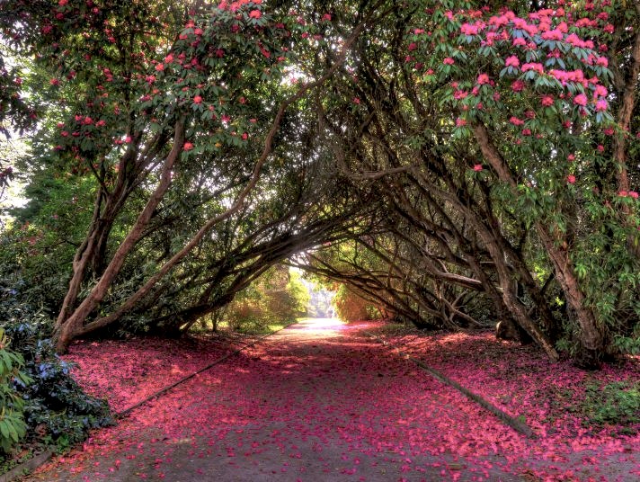 Magnolias form an arch over a garden path that's blanketed in hot-pink petals.
