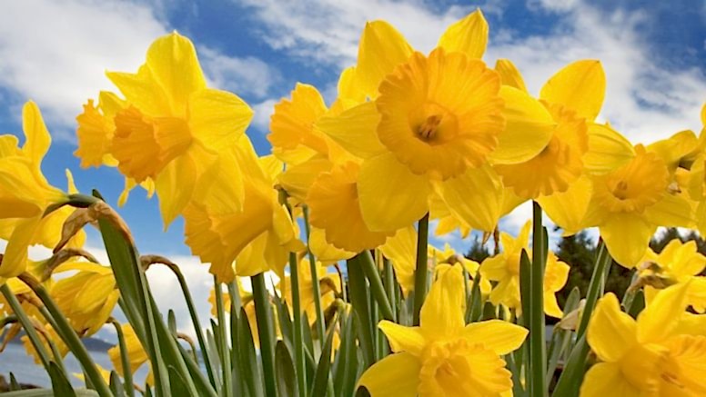 Daffodils.