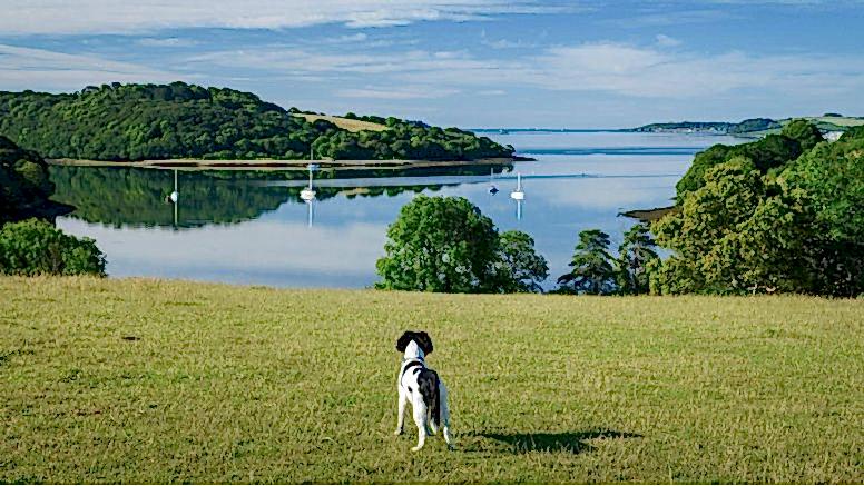 A dog looks out over Carrick Roads, where the River Fal meets the sea.